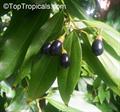 Chinese cinnamon